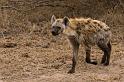 124 Zuid-Afrika, Sabi Sand Game Reserve, gevlekte hyena